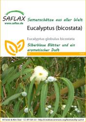 Saflax Eukaliptusz (bicostata) - 1 csomag