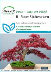 Saflax Bonsai - Vöröslevelű japán juhar - 1 csomag