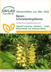 Saflax Gyömbérliliom - 1 csomag