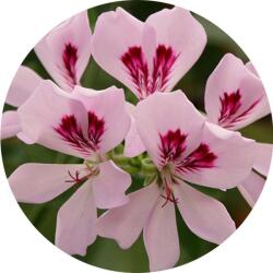  Geránium 100% tisztaságú, természetes illóolaj 50 ml