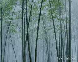AS Creation Walls by Patel 3 DD122104 kék IN THE BAMBOO2 digitális panel (DD122104)