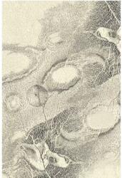  Covor lana Bellona pearl Selectează mărime: 240 X 340 Covor