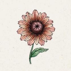 Jora Dahl Sahara" kúpvirág - Rudbeckia - 1 csomag