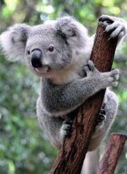 Ravensburger - Panda és koala - 2x500 500 darabos kirakó (12000241)