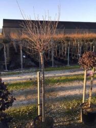  Gömb csepleszmeggy Prunus Fruticosa Globosa CLT18 törzses