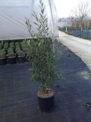  Olajfa Olea Europea CLT10 80/100