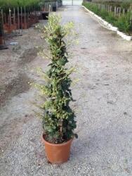 Csillagjázmin Trachelospermum Jasm. Lv6 Gömb