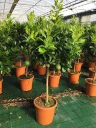 Citromfa Citrus Limonum (Limone) Lv14 törzses