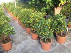 Kumkvat Citrus Fortunella Japonica (Kumkuat) Lv12