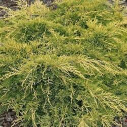  Juniperus med. 'Gold Star' CLT10 Arany lombú terülõboróka