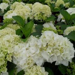  Hydrangea macr. 'Schneeball' CLT10