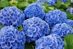  Hydrangea macr. 'Bela' CLT10