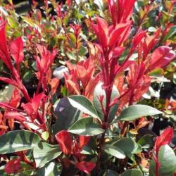 Photinia fr. 'Carre Rouge' LVQ18