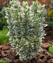  Euonymus jap. 'White Spire' CLT5 kecskerágó