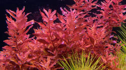 INVITAL Rotala sp. "Yao Yai" (Cserép Ø 5, 5 cm)