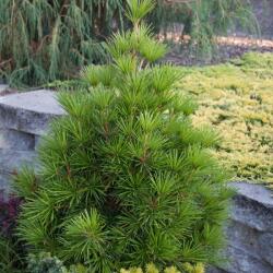  Sciadopitys verticillata Japán ernyõfenyõ