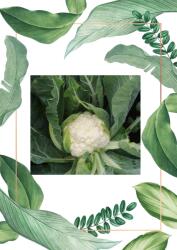 HM Clause Aviso F1 csávázatlan - 2500 szem