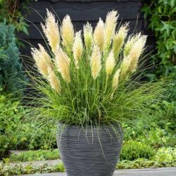  CORTADERIA SELLOENA TINY PAMPA (R) LV 11 Pampafű