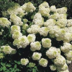 HYDRANGEA PANICULATA SILVER DOLLAR CLT. 10 Bugás hortenzia