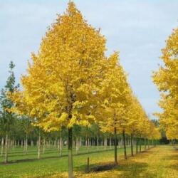  TILIA CORDATA GREENSPIRE CLT. 55 12/14 STANDARD Kislevelű hárs