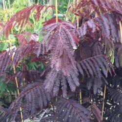 ALBIZIA JULIBRISSIN SUMMER CHOCOLATE (R) CLT. 18 6/8 STANDARD Perzsa selyemakác