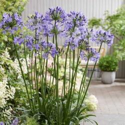 AGAPANTHUS POPPIN STAR (R) CLT. 5 Szerelemvirág