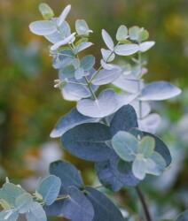 EUCALYPTUS GUNNII CLT. 18 HALF STANDARD Tasmaniai havasi eukaliptusz