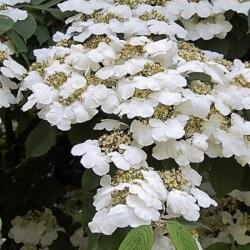  VIBURNUM PLICATUM LANARTH CLT. 10 Redõs levelű bangita
