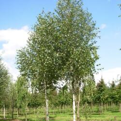 Betula UTILIS DOOR. (JACQUEMONTII) CLT. 18 6/8 STANDARD Himalájai nyír