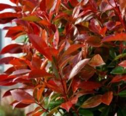 PHOTINIA X FRASERI RED LIGHT (R) CLT. 18 Korallberkenye