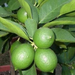 CITRUS AURANTIFOLIA (LIME MESSICANO) LV 12 Lime