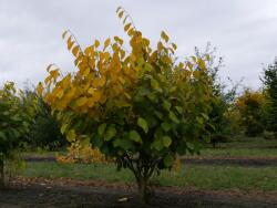 HAMAMELIS INTERMEDIA WESTERSTEDE CLT. 10 Varázsmogyoró