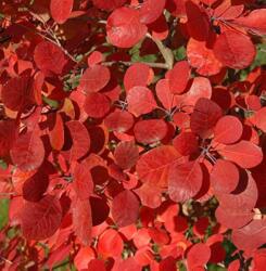 COTINUS COGGYGRIA FLAMISSIMO (R) CLT. 3 Cserszömörce