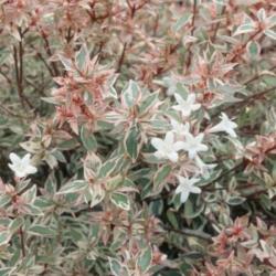  ABELIA CONFETTI (R) CONTI CLT. 10 Táncsicslonc