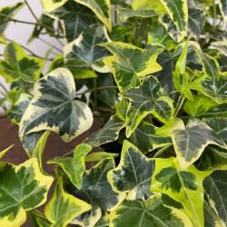  HEDERA HELIX GOLDCHILD CLT. 10 175/200 Sárga-tarka levelű borostyán