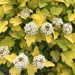 PHYSOCARPUS OPULIFOLIUS TINY WINE GOLD (R) CLT. 3 Hólyagvesszõ