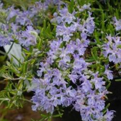  ROSMARINUS OFFICINALIS POINTE DU RAZ CLT. 10 Rozmaring