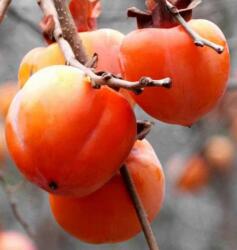 DIOSPYROS KAKI ROYO BRILLANTE CLT. 18 HALF STANDARD Datolyaszilva