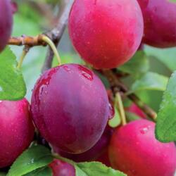  PRUNUS DOMESTICA NANA MIRABELLE RUBY (R) CLT. 10 MINI STANDARD Kerti szilva