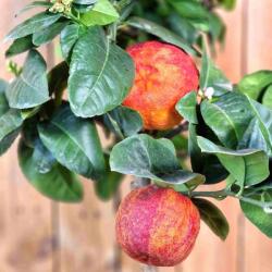  CITRUS SINENSIS ARCOBAL (R) CLT. 30 HALF STANDARD Édes narancs