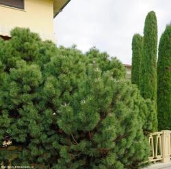 PINUS NIGRA NANA CLT. 12 Feketefenyõ
