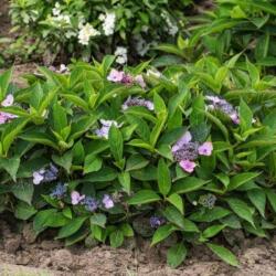 HYDRANGEA SERRATA MAGIC PILLOW (R) CLT. 10 Fűrészeslevelű hortenzia