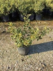 ILEX AQUIF. VARIEGATUM (ARG. MARGINATA) CLT. 20 40/60 BALL Közönséges magyal