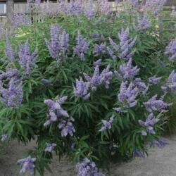  VITEX AGNUS CASTUS LATIFOLIA CLT. 10 Barátcserje