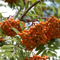 SORBUS AUCUPARIA EDULIS CLT. 18 8/10 STANDARD Madárberkenye