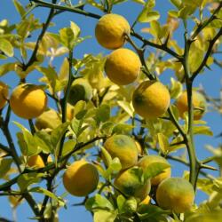 PONCIRUS TRIFOLIATA (CITRUS TRIFOLIATA) CLT. 30 Vadcitrom