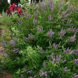  VITEX AGNUS CASTUS DELTA BLUES (R) CLT. 10 Barátcserje