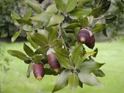 QUERCUS ILEX CLT. 25 HALF STANDARD Magyaltölgy