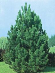  PINUS NIGRA AUSTRIACA CLT. 35 Feketefenyõ