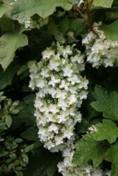  HYDRANGEA QUERCIFOLIA SNOWFLAKE BRIDO (R) CLT. 10 Tölgylevelű hortenzia